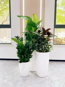 余姚盆景租摆方案来袭，打造别样景观就现在！